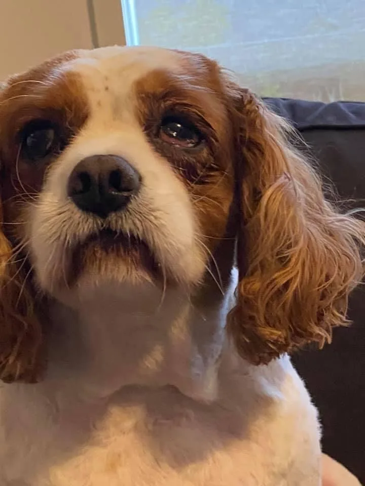 Cavalier King Charles Spaniel in a neat head-and-chest portrait after a bath and tidy