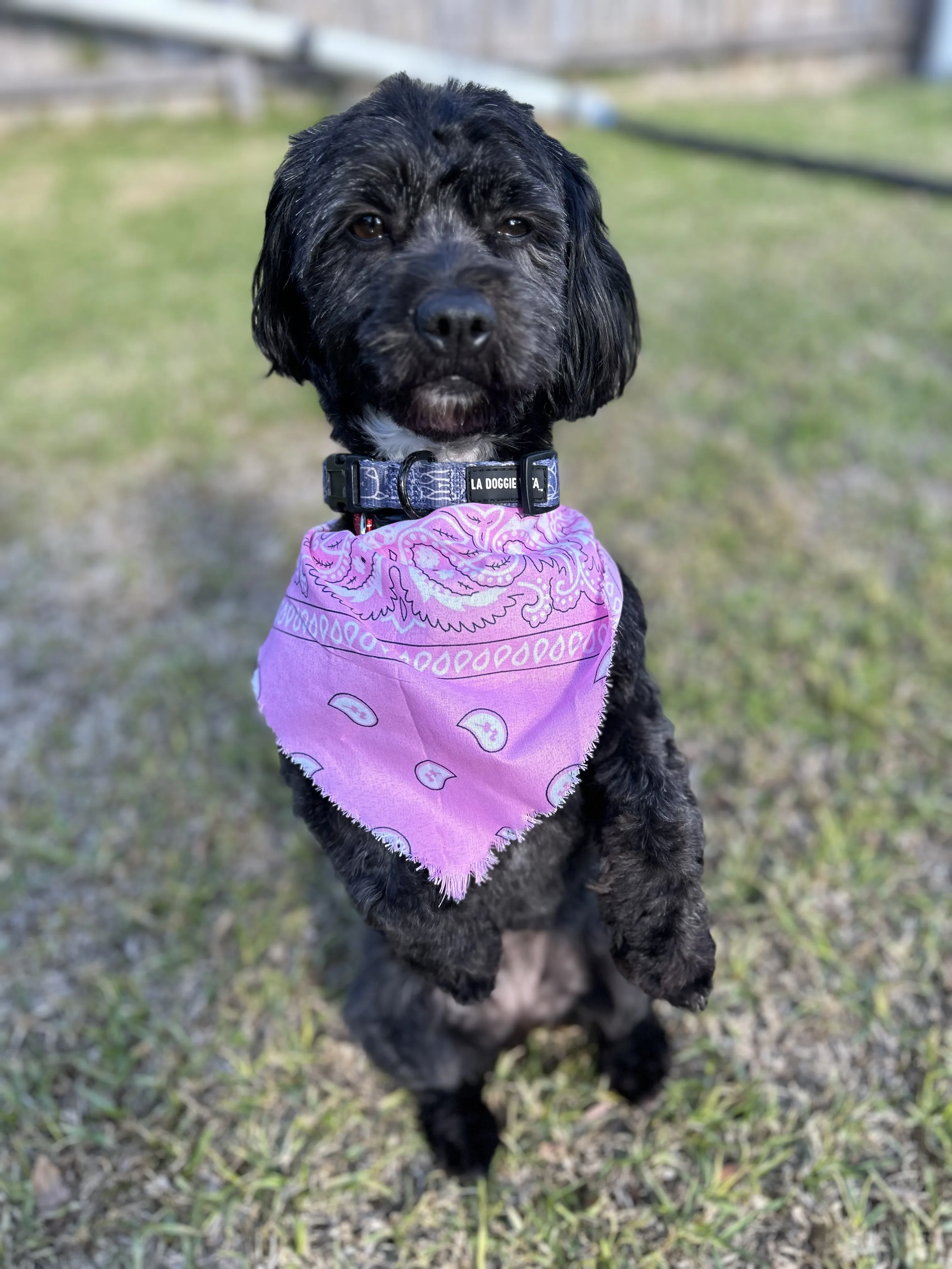 Black doodle in a pink paisley bandana after a fresh groom