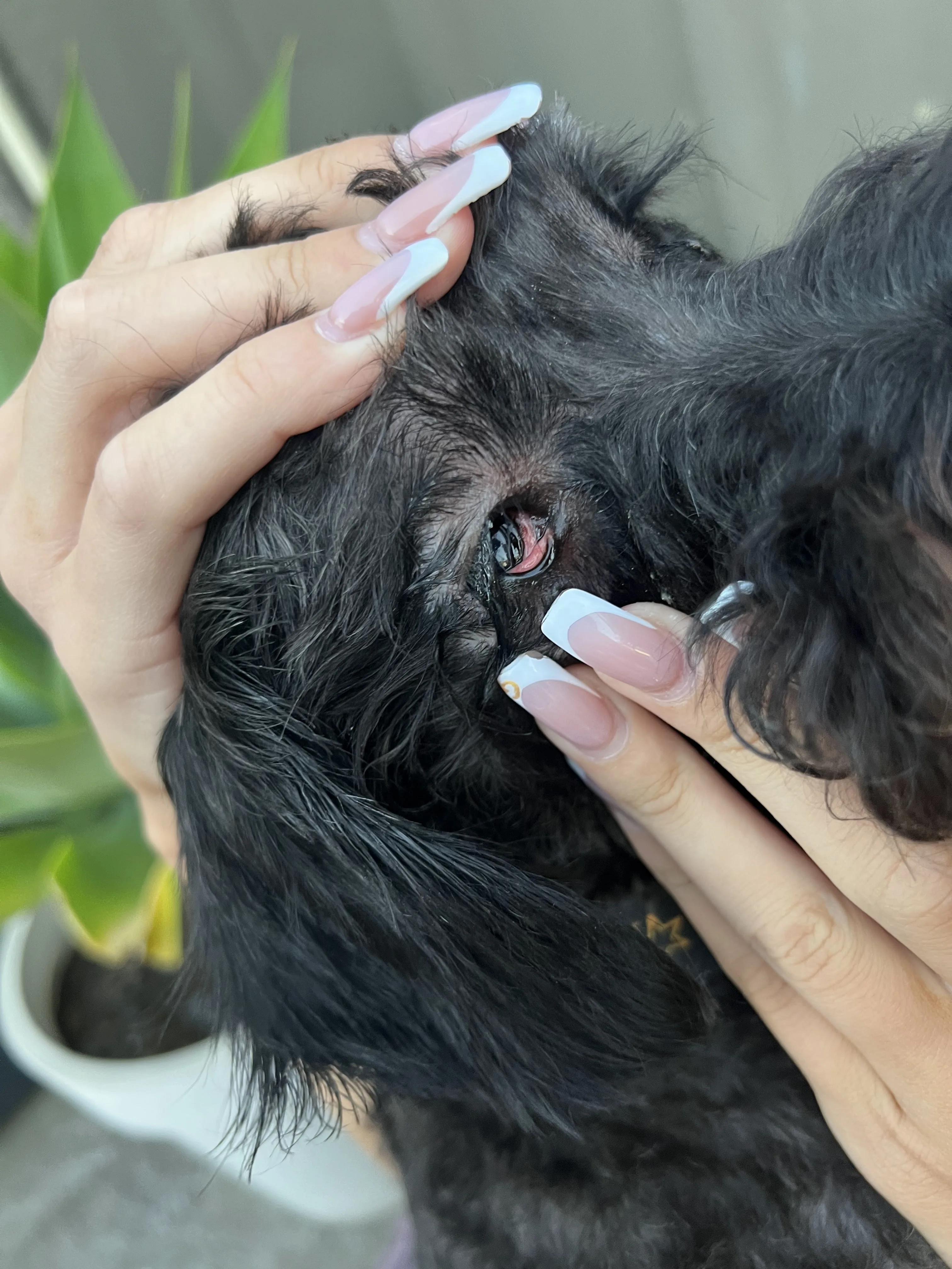 A groomer&rsquo;s careful hands parting a dog&rsquo;s coat to check the eye area