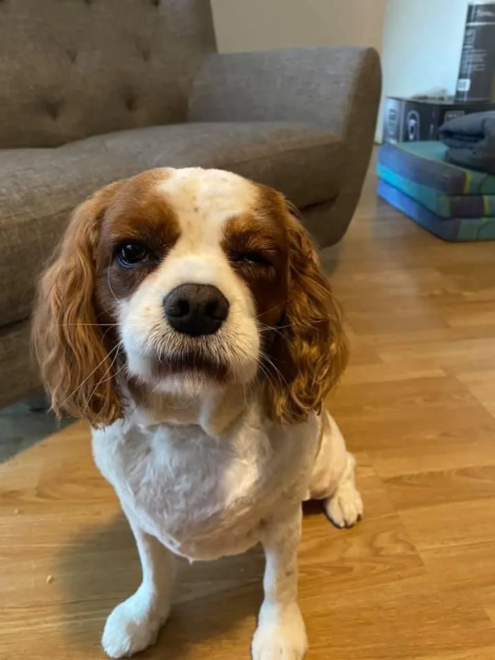 White-and-chestnut Cavalier King Charles Spaniel after a tidy groom — a typical result from The Pooch Beauty Salon