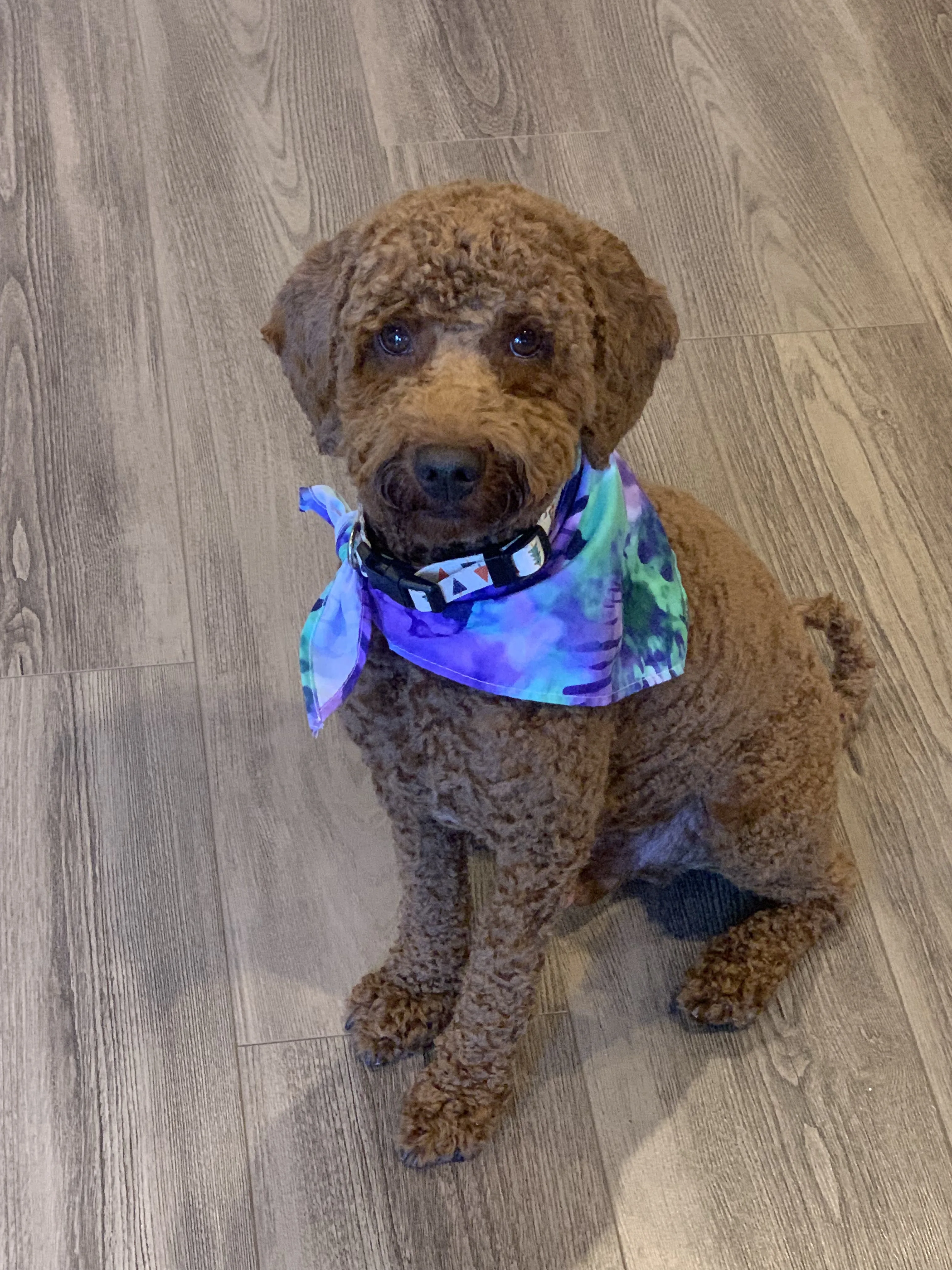 Brown labradoodle in a tie-dye bandana on a timber floor after grooming