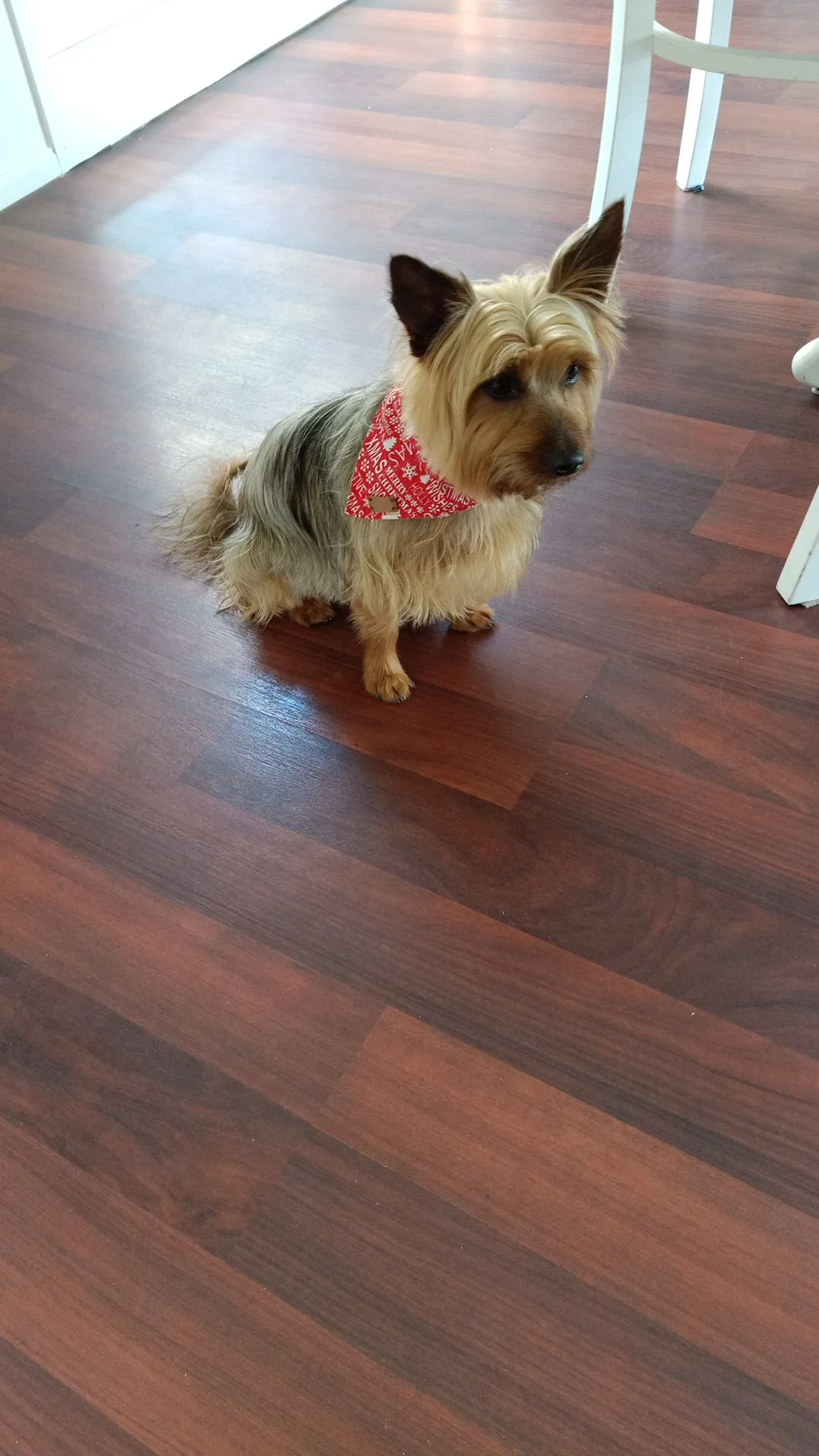 Silky terrier after professional grooming at The Pooch Beauty Salon