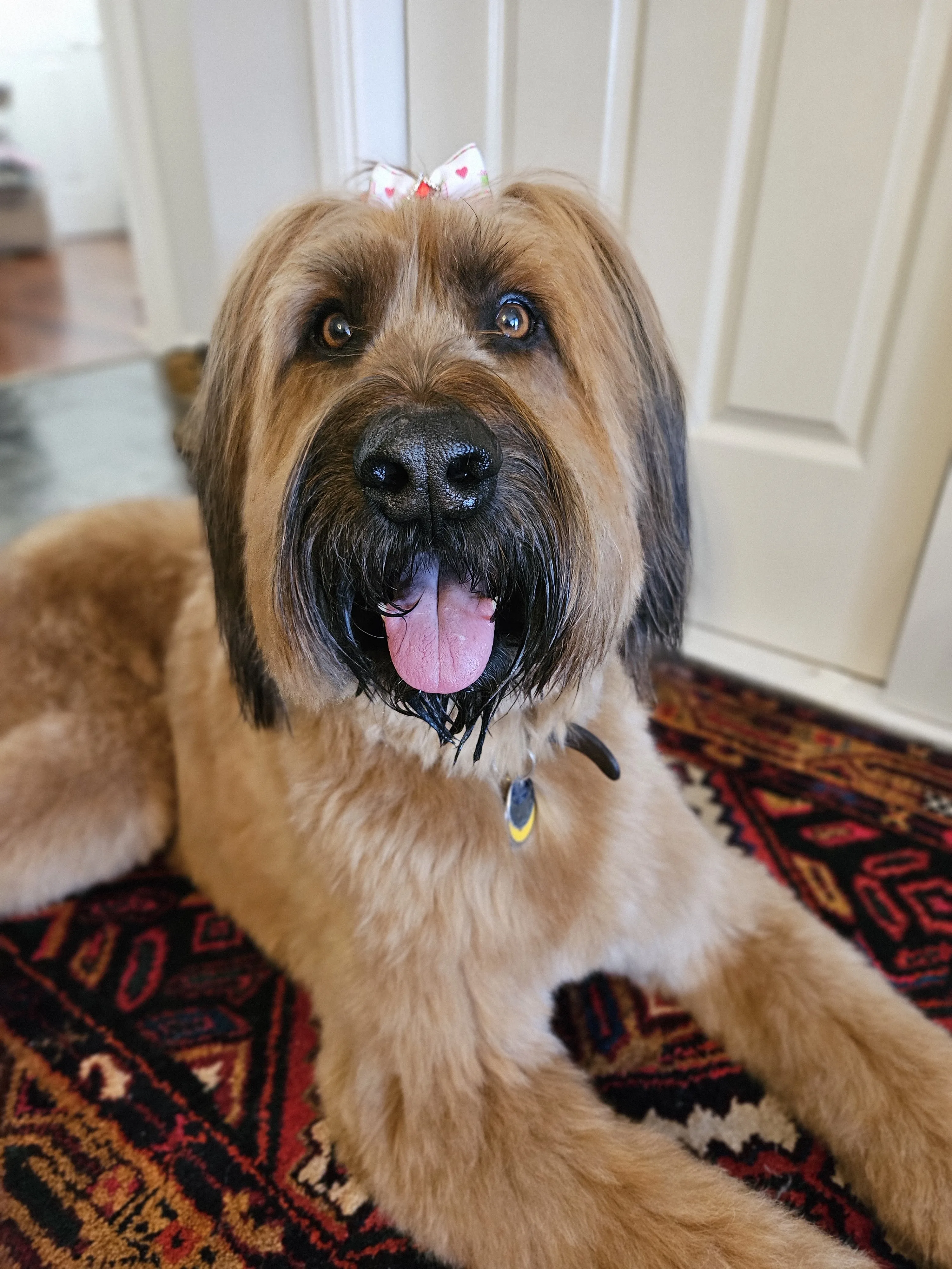 Fluffy wheaten-coated dog with a top-knot bow after a fresh groom