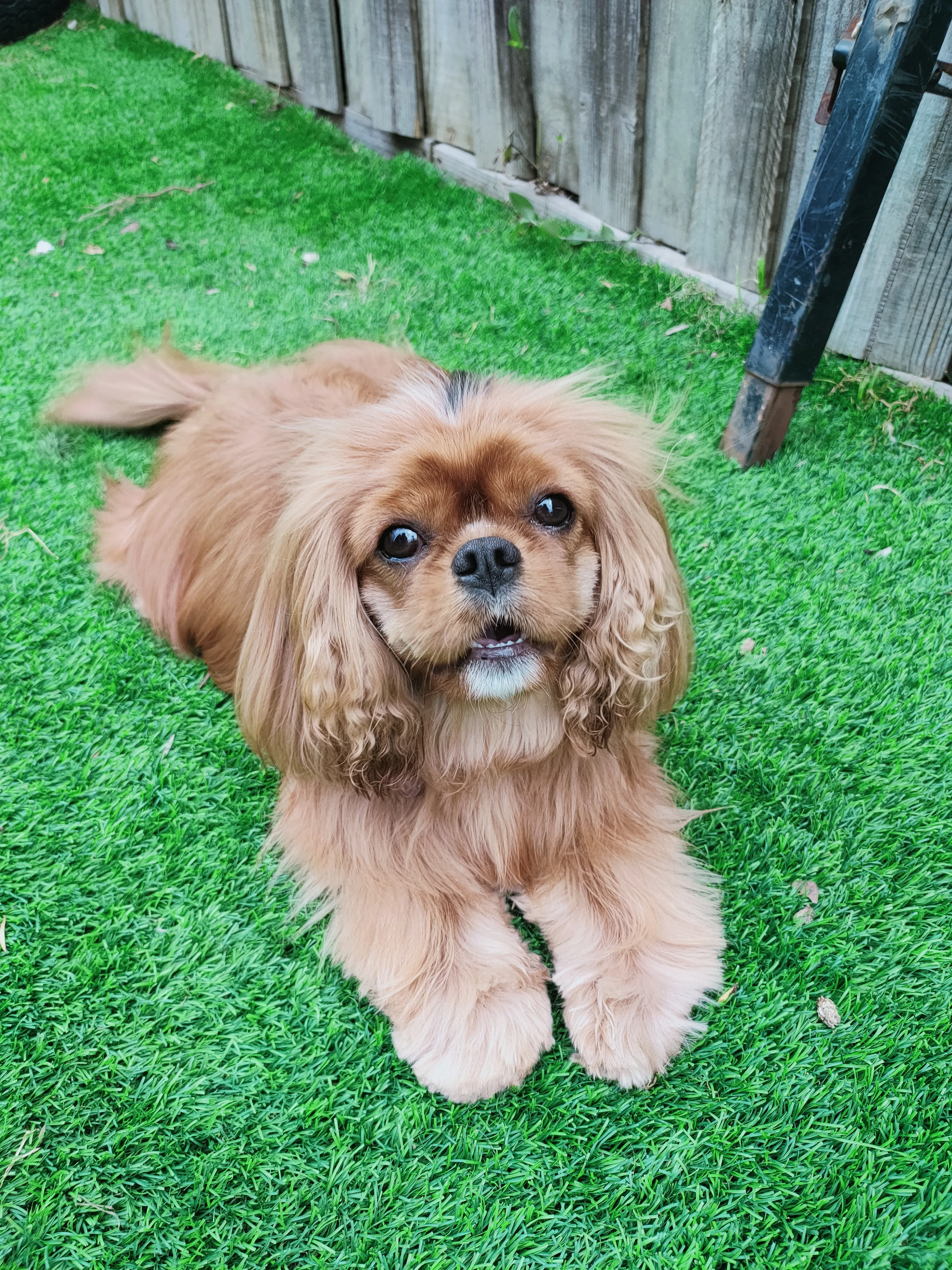 Ruby Cavalier King Charles Spaniel with a glossy coat after grooming