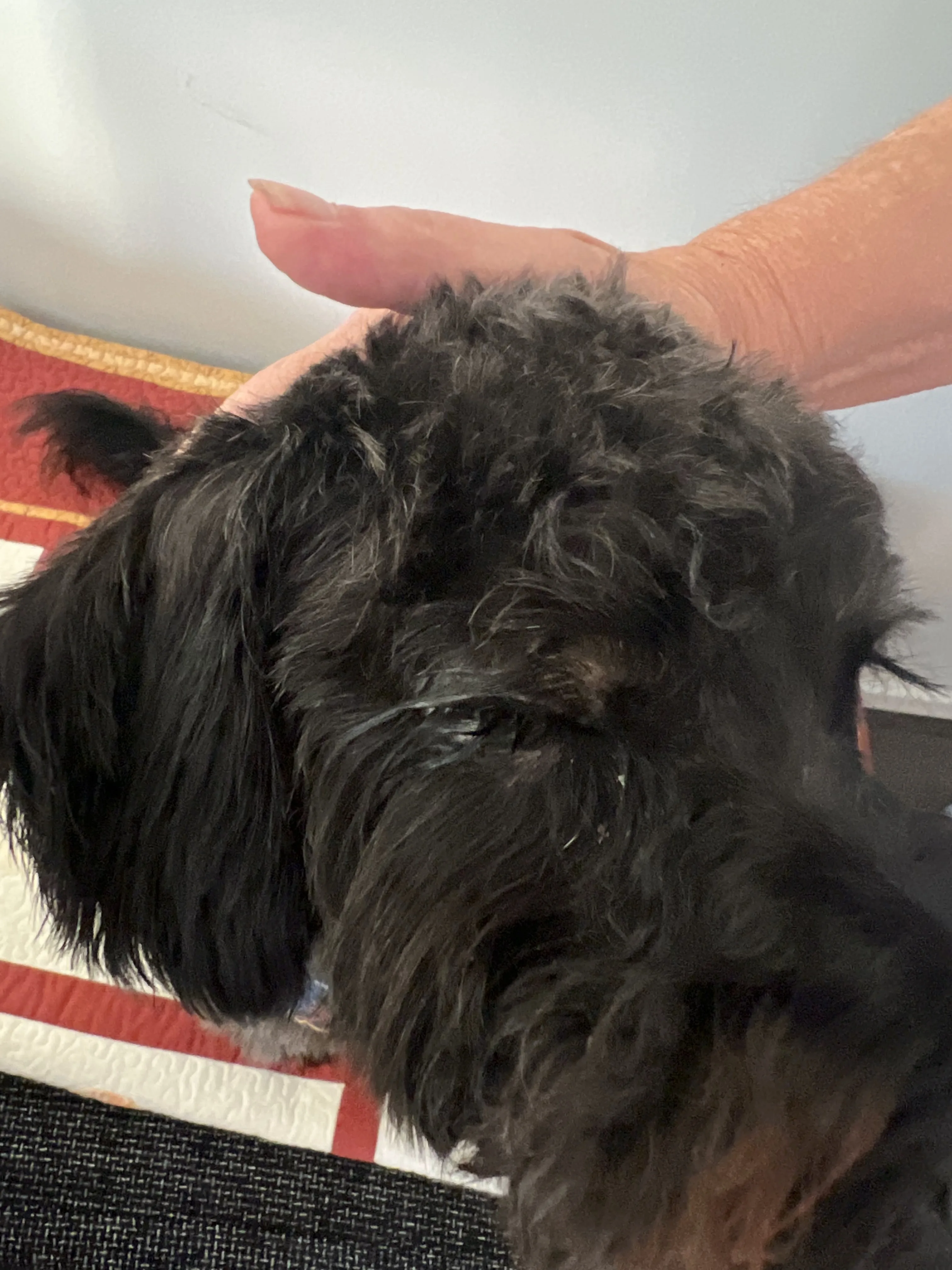 A groomer&rsquo;s hand gently settling a long-coated black dog — the care behind every appointment