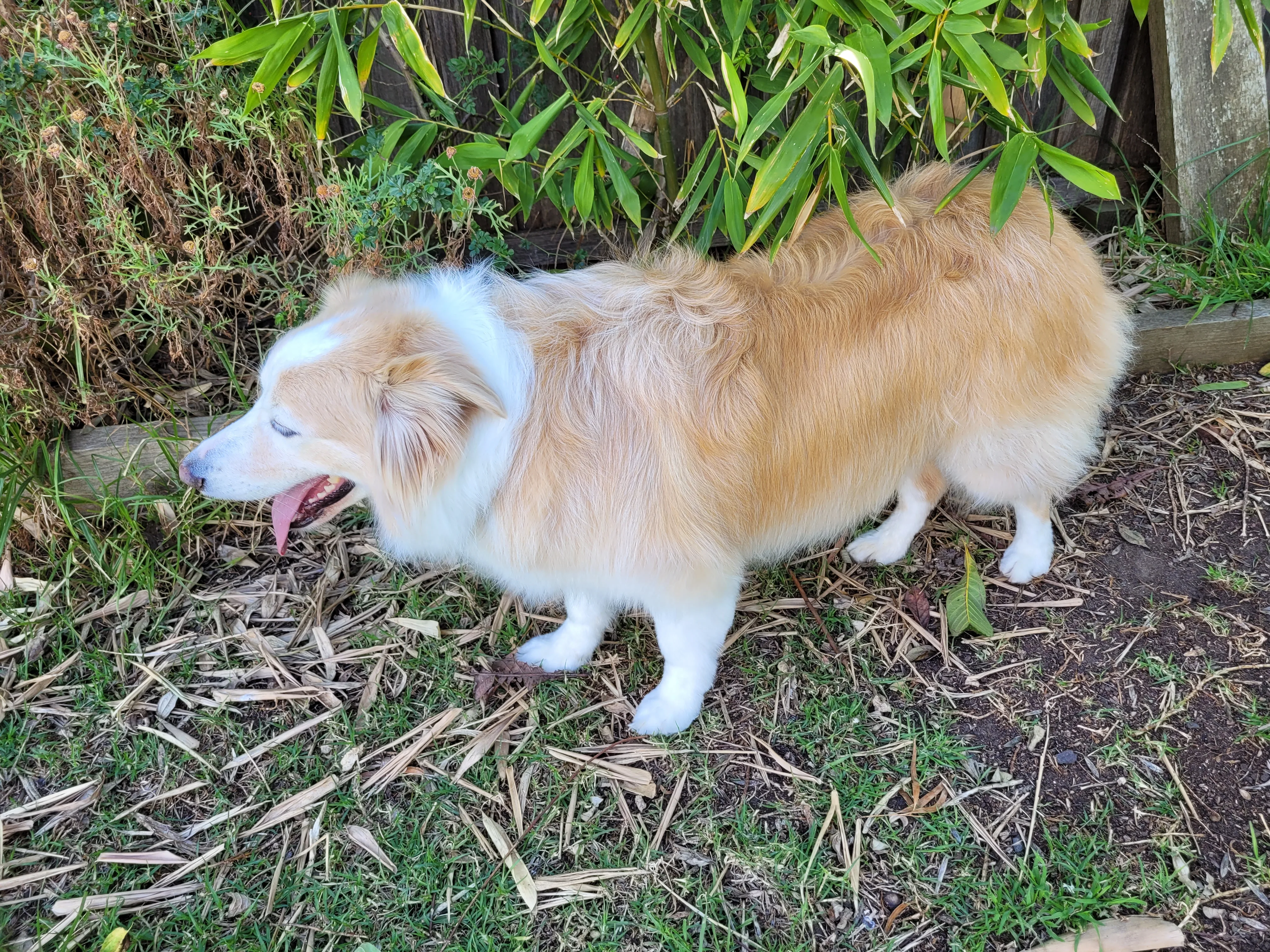 Long-coated dog beautifully presented after grooming