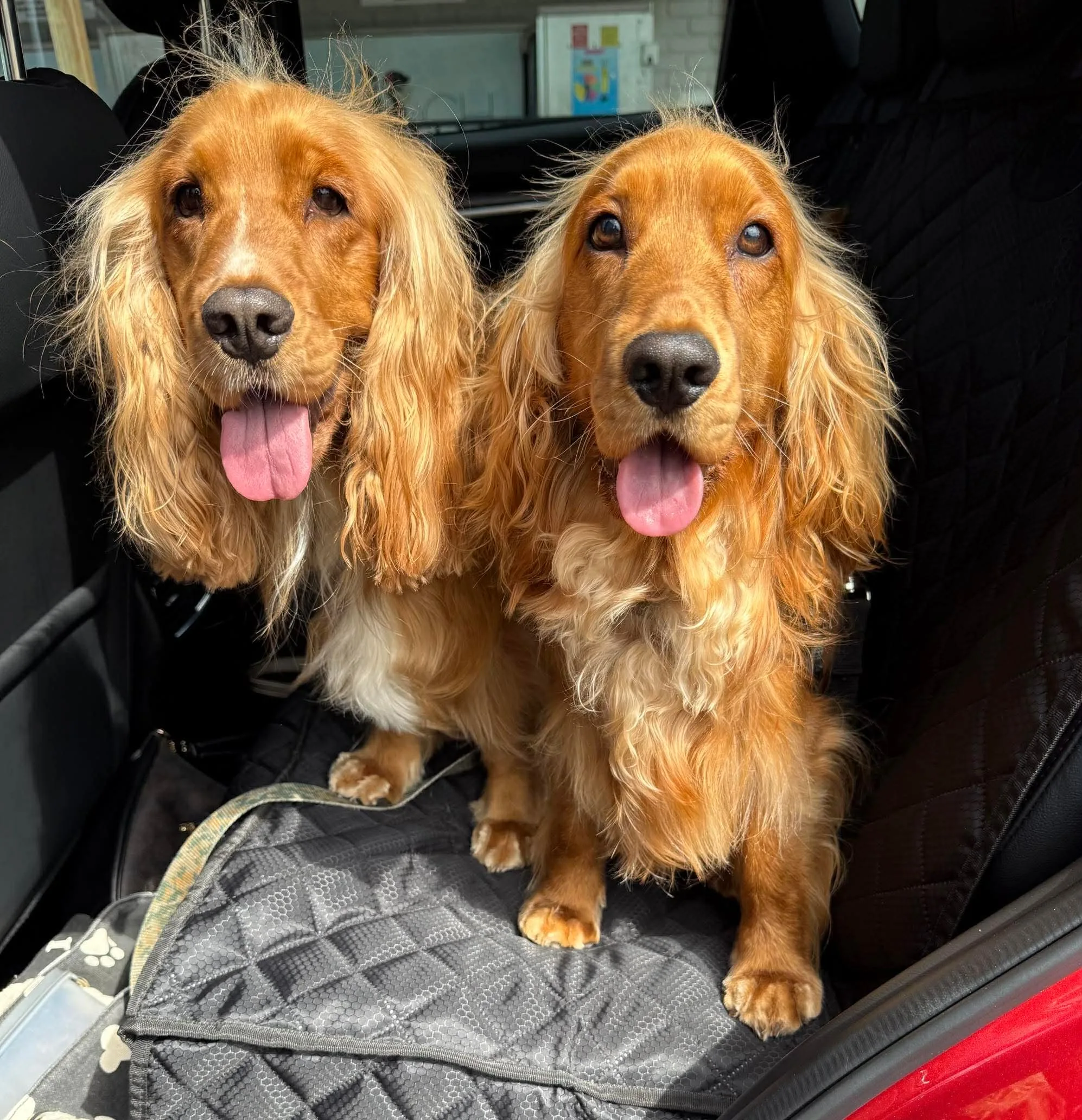 Two red cocker spaniels, glossy and beautifully groomed